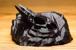 Dragon Skull Fossil