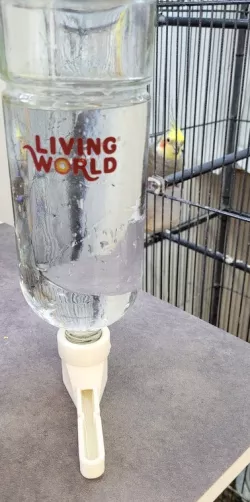 Drinking trough straight beak birds