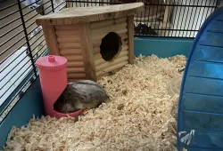 Hamster (rodent) Auto Feeder