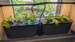 Lechuza Kratky - A hydroponic cover
