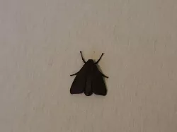 Moth prank