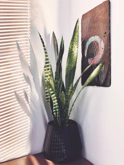 Plant Pot