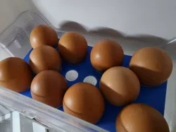10 Eggs Tray