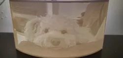 A Lithophane of my Cockapoo Ruby