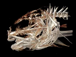 Skull and some axial skeleton of the deepest fish in the sea