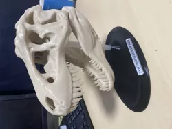 T Rex Skull Display Stand