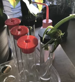 Test tube collet for rooting seedlings