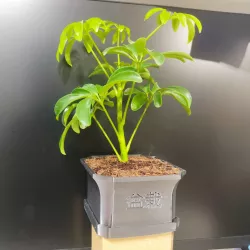 Bonsai Pot