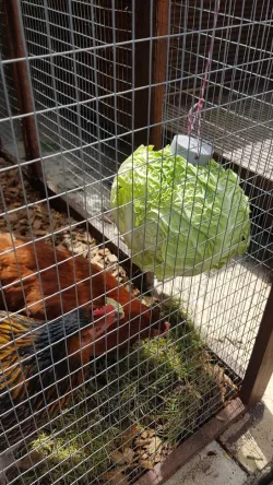 Cabbage Hanger for Chickens