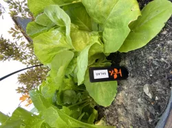 Simple plant label spike by KMS
