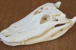 Alligator Skull