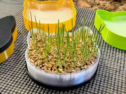 Cat Head Shaped Microgreen Growing Kit