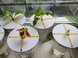 Cutting Holder / germination lid / Mini DWC system
