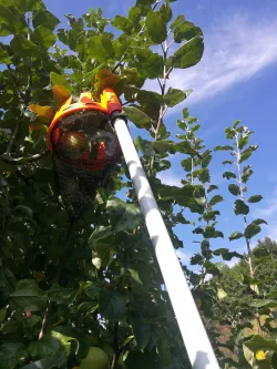 Fruit picker