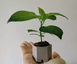 Hexplant