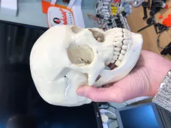 Human skull, anatomically correct