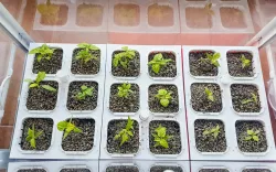 Hydroponic garden