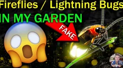 Lightning Bugs/Fire Fly Box