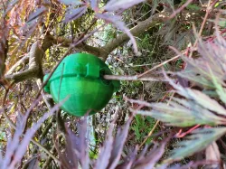 Plant rooting Ball