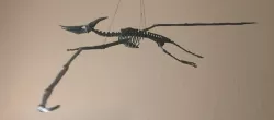 Pteranodon Skeleton