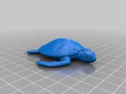 sea turtle