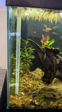 Aquarium Feeding Tube