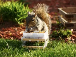 Backyard animal table