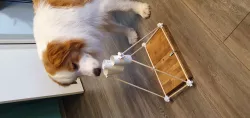 Dog Puzzle Cup