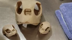 Green Sea Turtle Skull