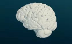 Human Brain