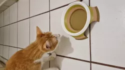Pet feeding cup