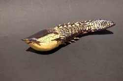 Poraspis