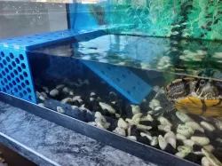 Turtle Dock