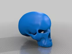 3D skull