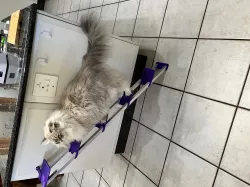 Cat Ladder