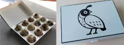 Egg box for quail eggs