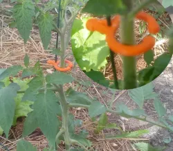 Tomato clip on wire or trellis for plants
