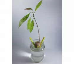Avocado Seed Holder