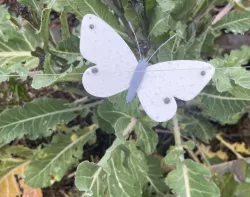 Cabbage Moth Butterfly Scarecrow Decoy (Pieris rapae)