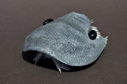 Cambroraster