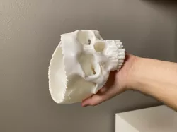 Realistic Skull Candy Bowl | Halloween Skull Decoration