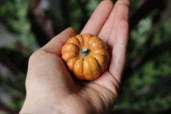 Scanned Pumpkin