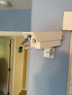 Security Camera Birdhouse