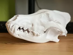 Skull of a Grey Wolf (Canis lupus)