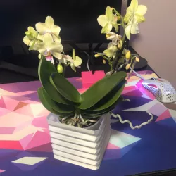 Accordion Flower Pot