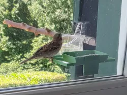 Bird window feeder