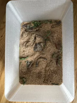 Can of Worms