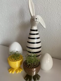Cress from the egg cup