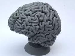 Human Brain