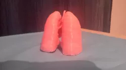 Lungs 3D Model
